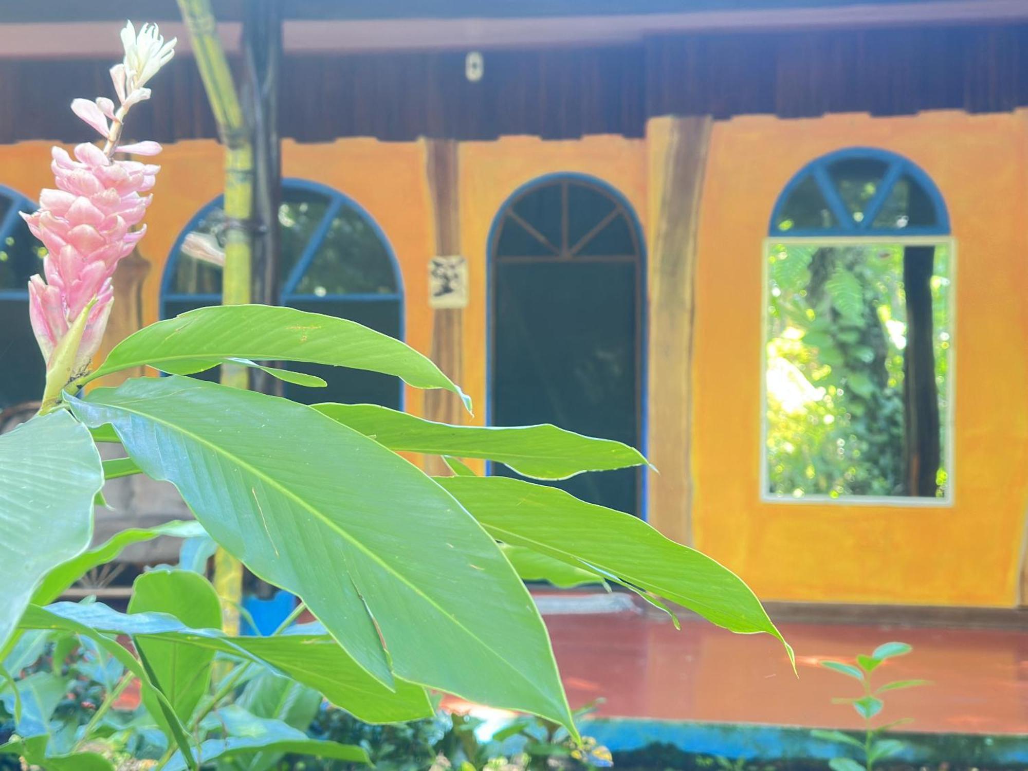 La Palapa Hut Nature Hostel Puerto Jiménez Exterior photo